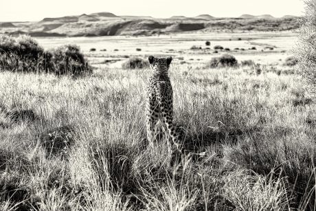 Cheetah in the Steppe / Small: 94,5/63 cm or 37,2/24,8&quot;. Framed 113,5/82 cm or 44,7x32,3&quot; / Medium: 120/80 cm or 47,25x31,5&quot;. Framed 143x103 cm or 56,3x40,5&quot; / Large: 150/100 cm or 59x39,4&quot;. Framed: 175/125 cm or 69x49&quot;