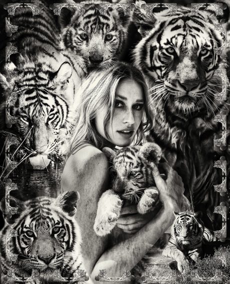 TIGERS / 80X100CM OR 31,5X39,4'' / 110X136 CM OR 43,3X53,5'' / 135/167CM OR 53,1X65,75''